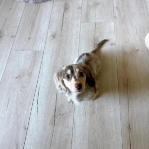 Cream dapple mini Dachshund puppy