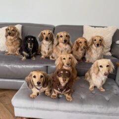 Nine long-haired Dachshunds lined up on a couch and ottoman like they’re auditioning for a doggy boy band, all staring at the camera with serious modeling vibes.