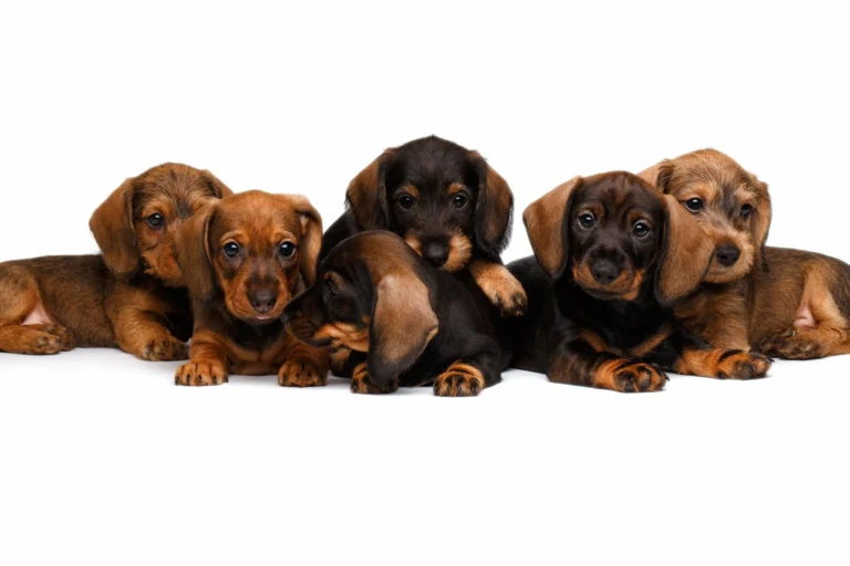 Vet-checked, vaccinated, and raised in a caring family environment.