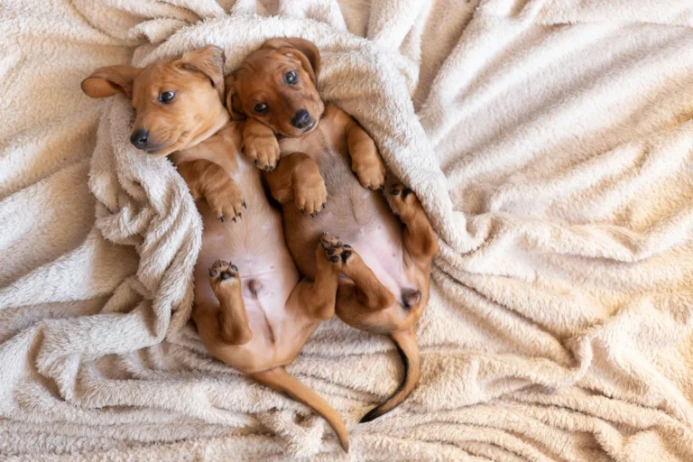Healthy, Home-Raised Mini Dachshund Puppies