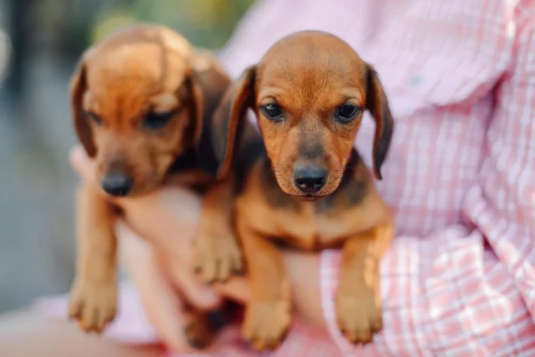 New litters available — reserve your puppy now before they’re gone.